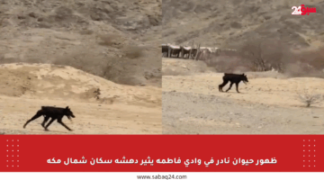 ظهور حيوان نادر في وادي فاطمة يثير دهشة سكان شمال مكة